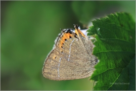 <p>OSTRUHÁČEK ŠVESTKOVÝ (Satyrium pruni) ---- /Black hairstreak - Pflaumen-Zipfelfalter/</p>